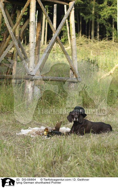 liegender Deutsch Kurzhaar / lying German shorthaired Pointer / DG-08864