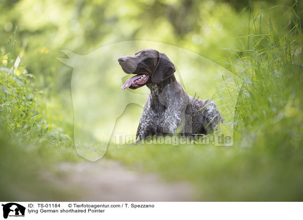 lying German shorthaired Pointer / TS-01184