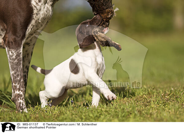 Deutsch Kurzhaar / German shorthaired Pointer / MIS-01137