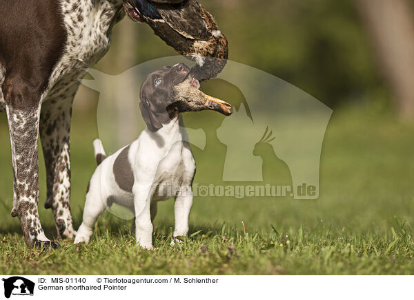 Deutsch Kurzhaar / German shorthaired Pointer / MIS-01140