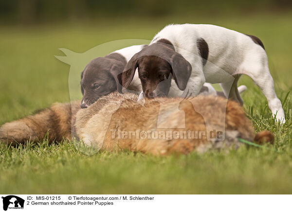 2 German shorthaired Pointer Puppies / MIS-01215