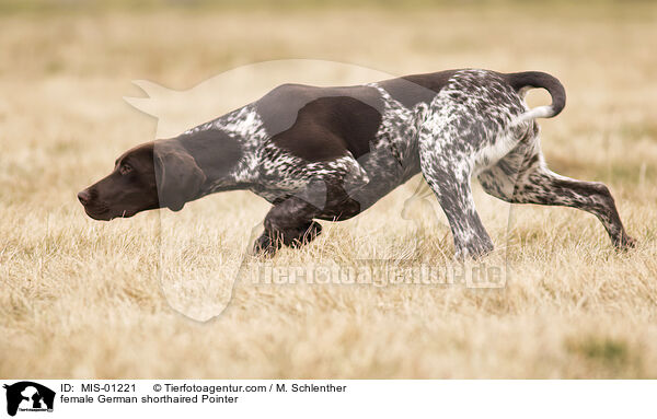 female German shorthaired Pointer / MIS-01221