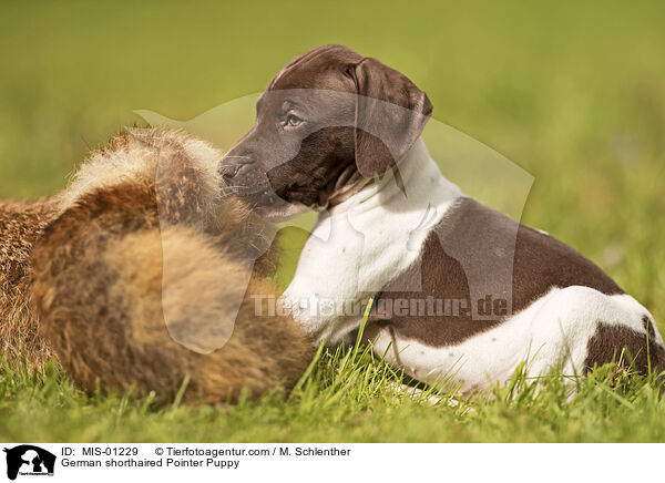 German shorthaired Pointer Puppy / MIS-01229