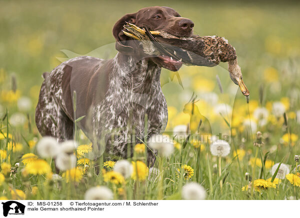 Deutsch Kurzhaar Rde / male German shorthaired Pointer / MIS-01258