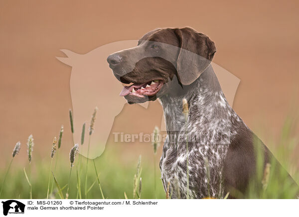 male German shorthaired Pointer / MIS-01260