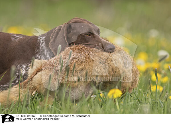 Deutsch Kurzhaar Rde / male German shorthaired Pointer / MIS-01262