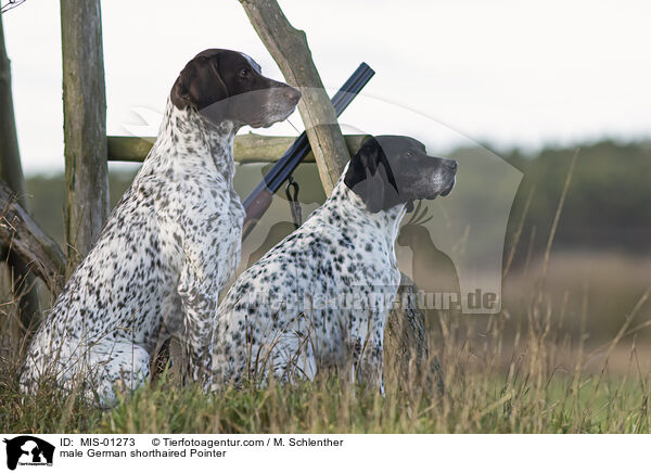 Deutsch Kurzhaar Rden / male German shorthaired Pointer / MIS-01273