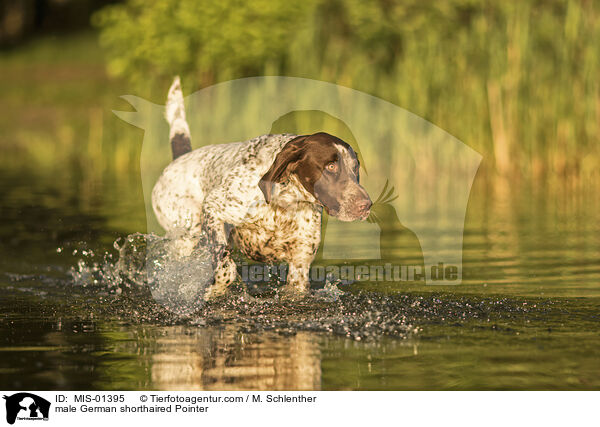male German shorthaired Pointer / MIS-01395
