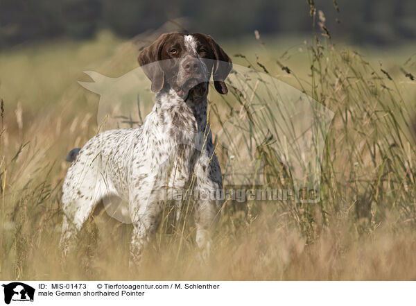 male German shorthaired Pointer / MIS-01473