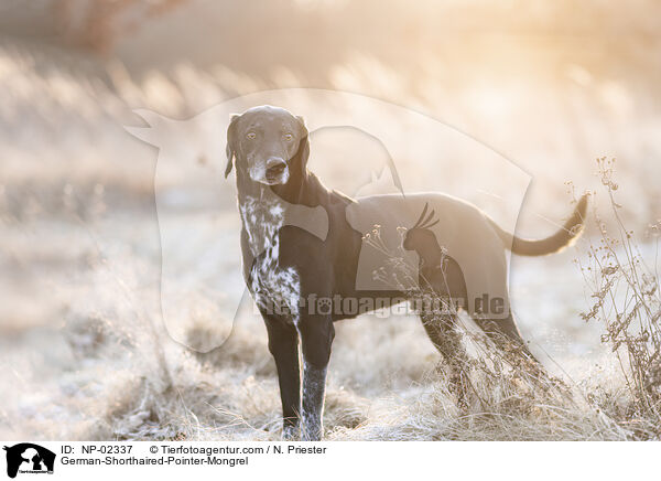 German-Shorthaired-Pointer-Mongrel / NP-02337