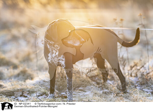 alter Deutsch Kurzhaar Rde / German-Shorthaired-Pointer-Mongrel / NP-02341