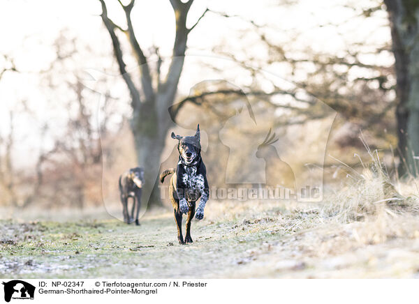 alte Deutsch Kurzhaar Rden / German-Shorthaired-Pointer-Mongrel / NP-02347