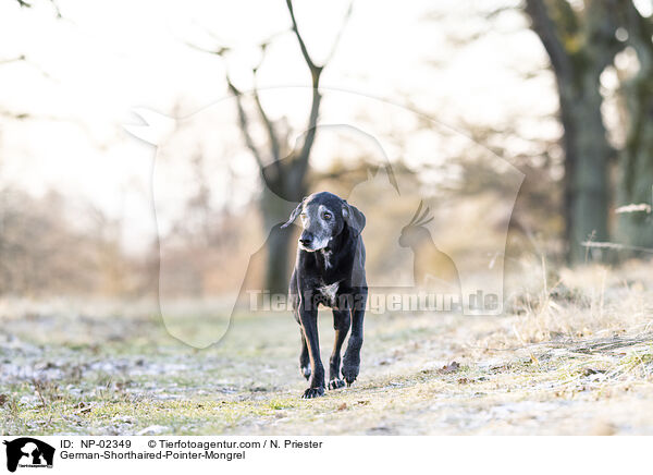 alter Deutsch Kurzhaar Rde / German-Shorthaired-Pointer-Mongrel / NP-02349