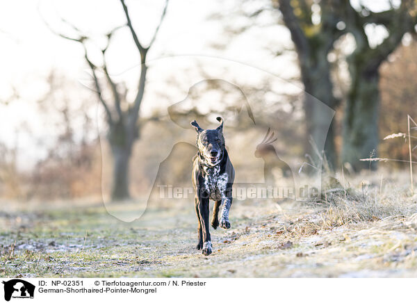 alter Deutsch Kurzhaar Rde / German-Shorthaired-Pointer-Mongrel / NP-02351