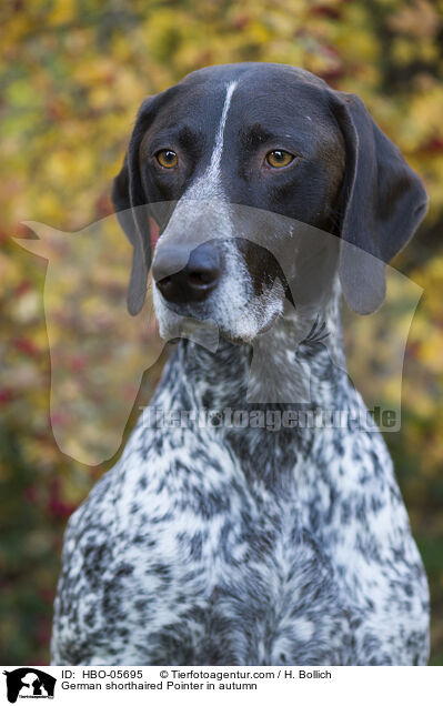 German shorthaired Pointer in autumn / HBO-05695