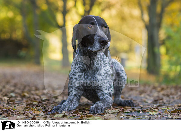 German shorthaired Pointer in autumn / HBO-05696