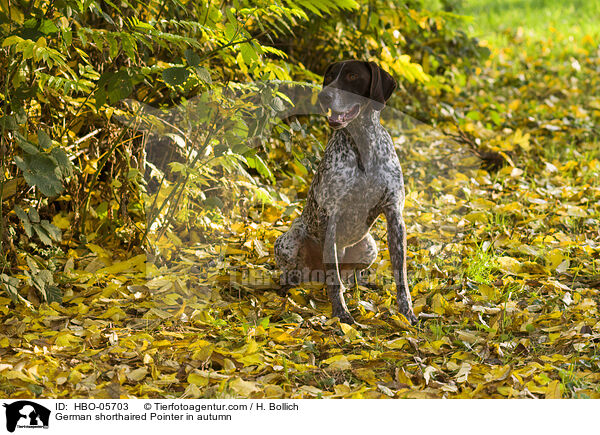 German shorthaired Pointer in autumn / HBO-05703