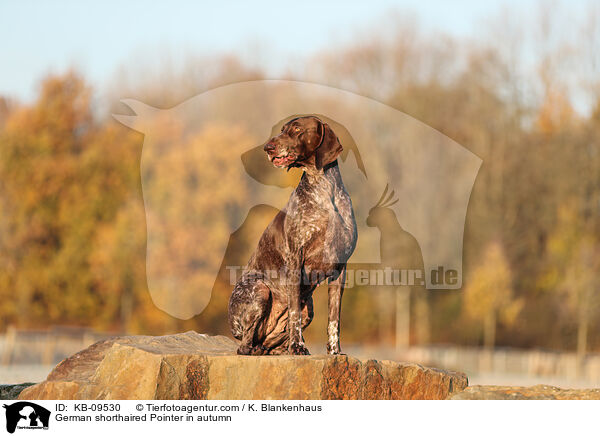 German shorthaired Pointer in autumn / KB-09530