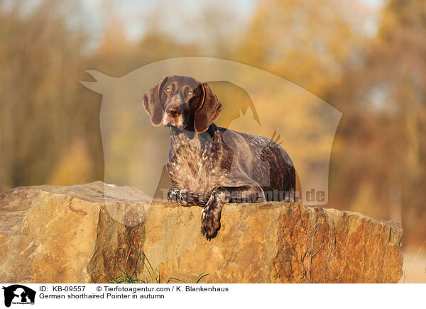 German shorthaired Pointer in autumn / KB-09557