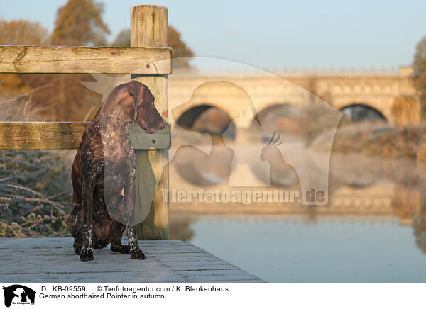 German shorthaired Pointer in autumn / KB-09559