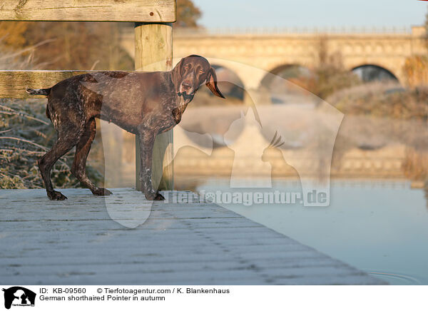 Deutsch Kurzhaar im Herbst / German shorthaired Pointer in autumn / KB-09560