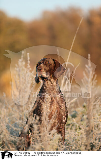German shorthaired Pointer in autumn / KB-09562