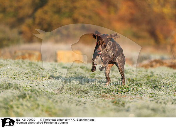 German shorthaired Pointer in autumn / KB-09630