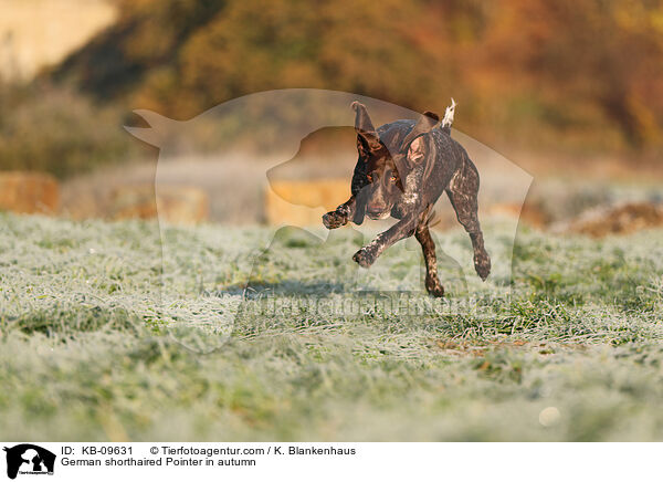 German shorthaired Pointer in autumn / KB-09631