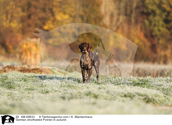German shorthaired Pointer in autumn / KB-09633