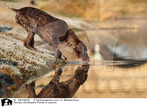 German shorthaired Pointer in autumn / KB-09636