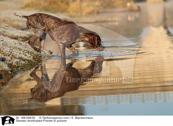 German shorthaired Pointer in autumn / KB-09639