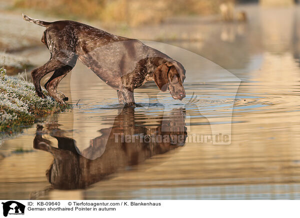 German shorthaired Pointer in autumn / KB-09640