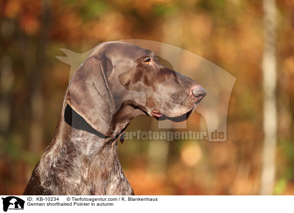 German shorthaired Pointer in autumn / KB-10234