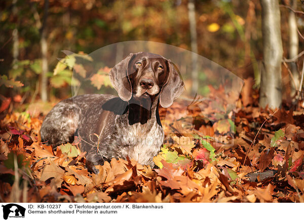 German shorthaired Pointer in autumn / KB-10237