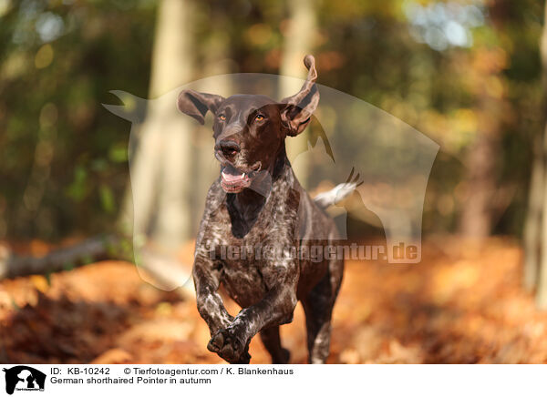 German shorthaired Pointer in autumn / KB-10242