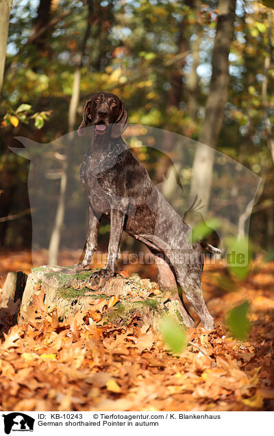 German shorthaired Pointer in autumn / KB-10243