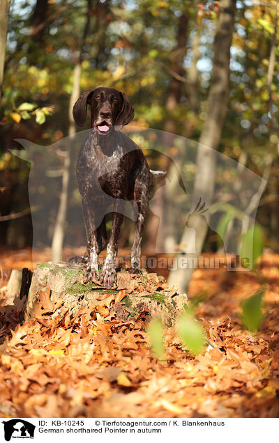 German shorthaired Pointer in autumn / KB-10245