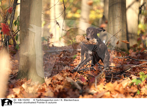 German shorthaired Pointer in autumn / KB-10250