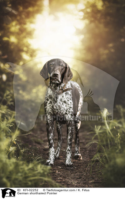 Deutsch Kurzhaar / German shorthaired Pointer / KFI-02252