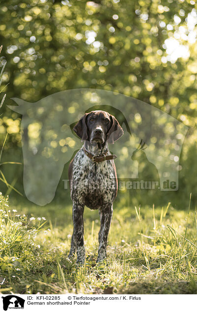 Deutsch Kurzhaar / German shorthaired Pointer / KFI-02285