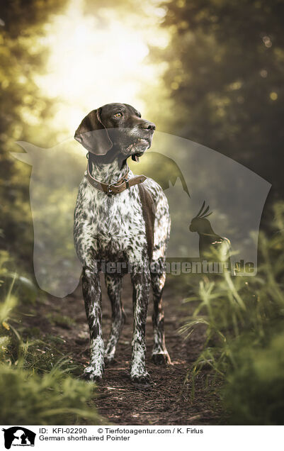 Deutsch Kurzhaar / German shorthaired Pointer / KFI-02290