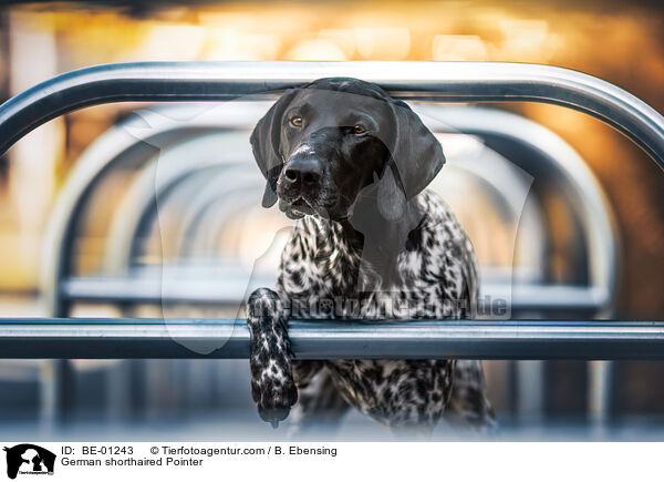 German shorthaired Pointer / BE-01243