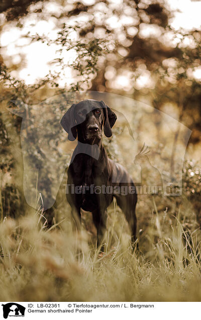 German shorthaired Pointer / LB-02361