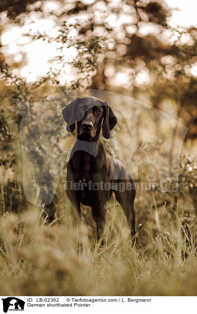 German shorthaired Pointer / LB-02362