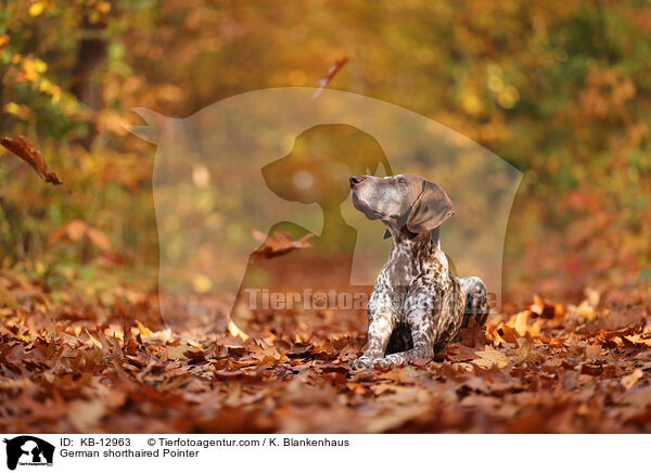 German shorthaired Pointer / KB-12963