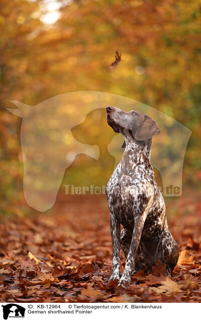 German shorthaired Pointer / KB-12964