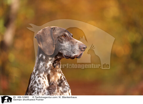 Deutsch Kurzhaar / German shorthaired Pointer / KB-12965