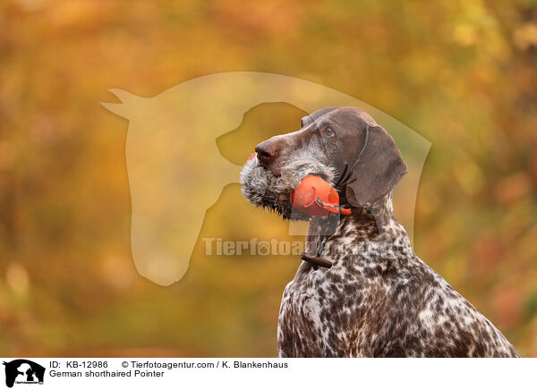 Deutsch Kurzhaar / German shorthaired Pointer / KB-12986