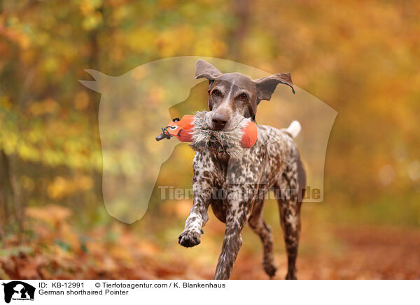 Deutsch Kurzhaar / German shorthaired Pointer / KB-12991