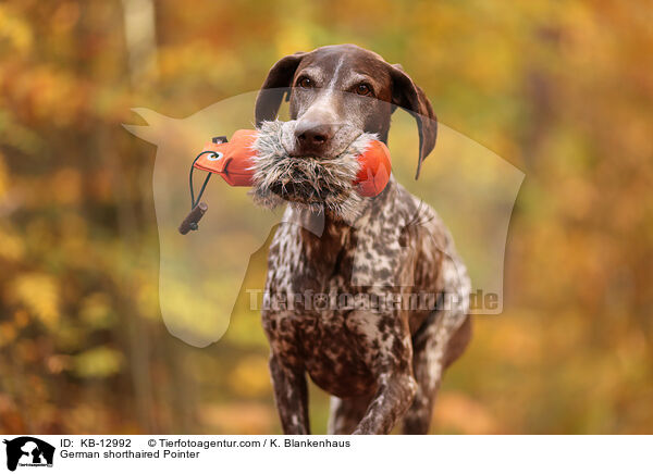 Deutsch Kurzhaar / German shorthaired Pointer / KB-12992